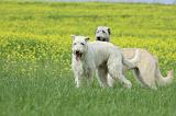 IRISH WOLFHOUND 018